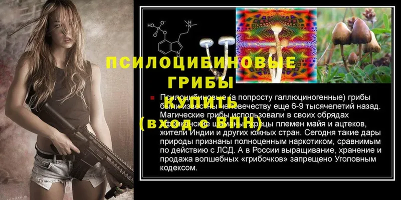 Псилоцибиновые грибы Psilocybe  Черкесск 